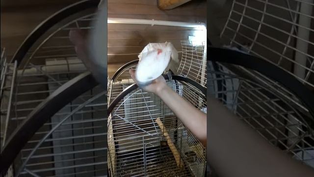 Молуккский какаду смотреть онлайн