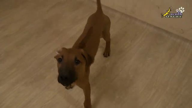 Щенок риджбека решил поиграть, тина-трейдинг смотреть онлайн