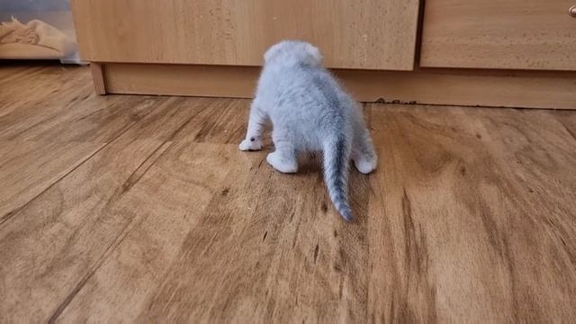 У котёнка слабые лапки и большой живот ему тяжело учиться ходить смотреть онлайн