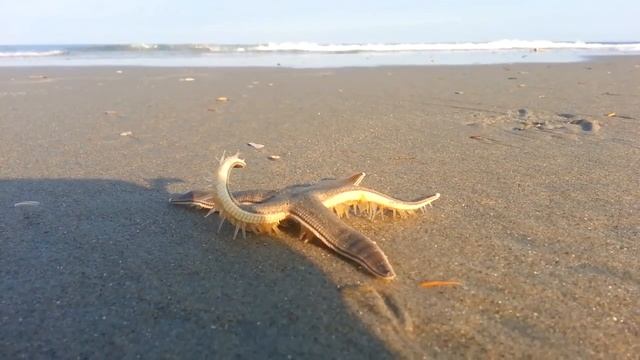 Передвижение морской звезды на пляже. смотреть онлайн