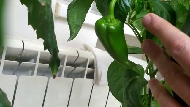 зеленые болгарские перцы смотреть онлайн