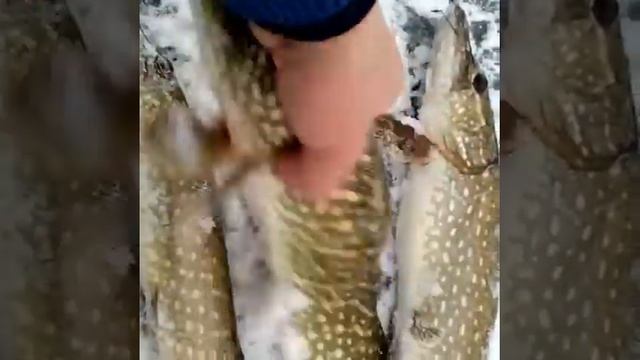 Ловля щуки на речке Еруслан смотреть онлайн