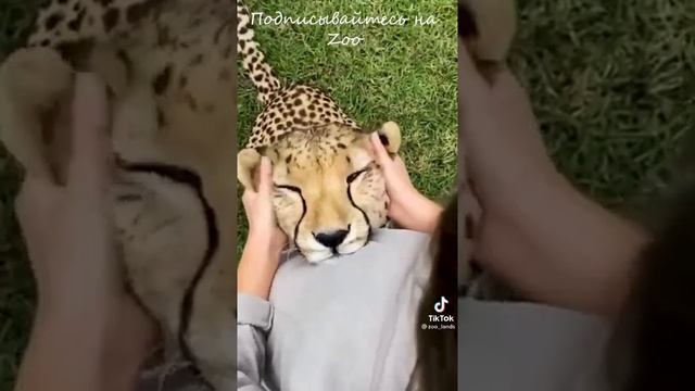 КАК МУРЛЫЧИТ ГИПАРД смотреть онлайн