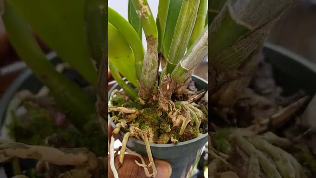 Richard Mueller x Toshi Aoki in flower again. смотреть онлайн