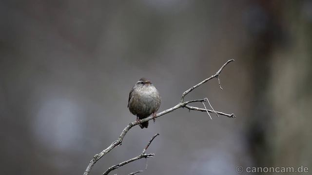 Zaunkönig beim Gesang смотреть онлайн