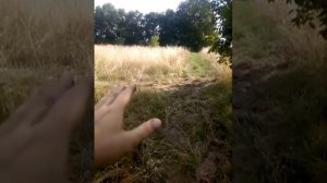 Пересадка деревьев бузины летом, пижма и пенсионные орехи. Бизнес на огороде! Пермакультура.