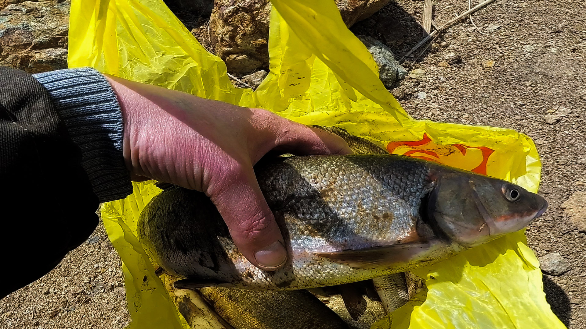 ВЕСЕННЯЯ РЫБАЛКА НА ДОНКУ / РЫБАЛКА НА ДОНКУ В АПРЕЛЕ смотреть онлайн