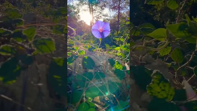 Язык Цветов | Ипомея | значение в описании #shorts #средиЦветов смотреть онлайн