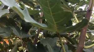 Обрезка инжира чтобы не укрывать зимой