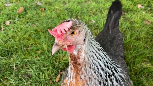 Meet The Dorking ? смотреть онлайн