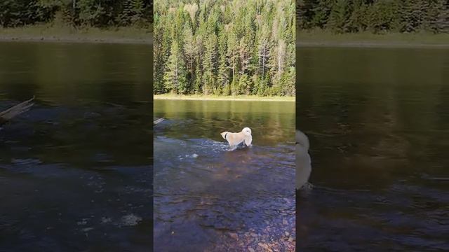 Жизнь в Тайге Акита Ину смотреть онлайн