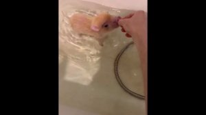 МИНИПИГ: КАК ВЫБРАТЬ, КАКИМ ВЫРАСТЕТ, ПРО УХОД И ЖИЗНЬ В КВАРТИРЕ