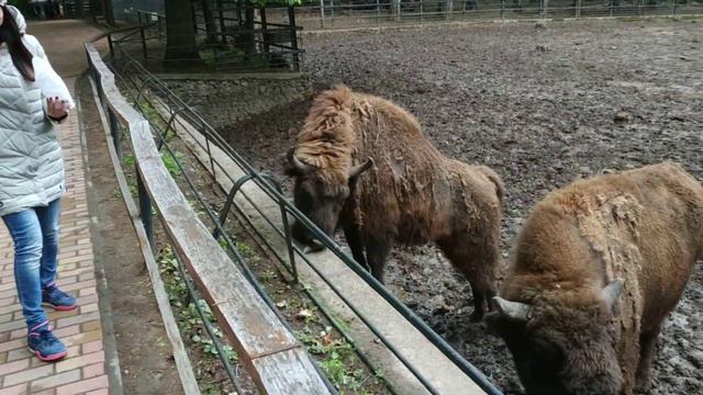 Крупнейший зоопарк Европы в Венгрии(27) смотреть онлайн