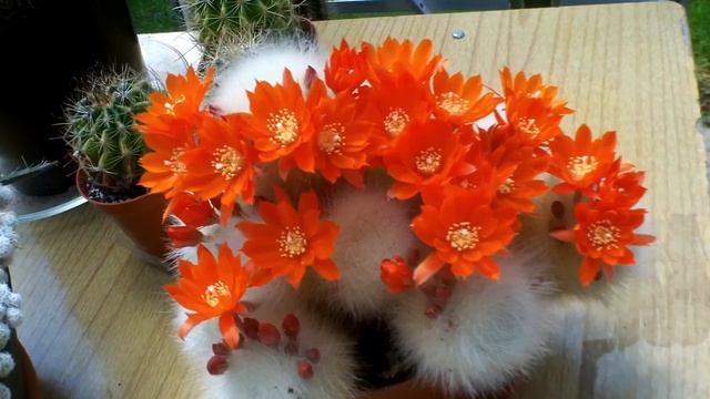 My Rebutia albipilosa Cactus in vibrant orange bouquet смотреть онлайн