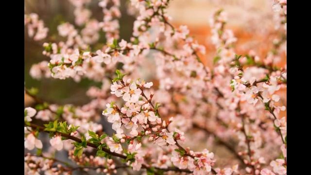 авторские игрушки Светланы Шелковниковой. Розовое Настроение. смотреть онлайн