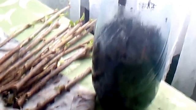 Проращивание черенков черной смородины смотреть онлайн