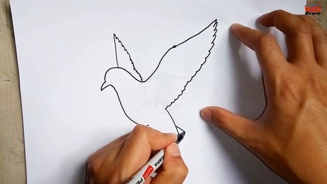 How to Draw a Dove Easy Outline Drawing for Beginners Step by Step Sketch Tutorial смотреть онлайн