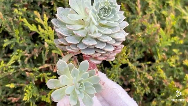 Echeveria Tuxpan смотреть онлайн