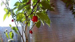 Перец Carolina Reaper. Каролина рипер на подоконнике в цветочном горшке