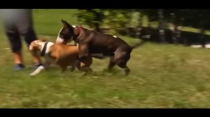 БУЛЬТЕРЬЕР против СТАФФАРДА ! КТО СИЛЬНЕЕ ?