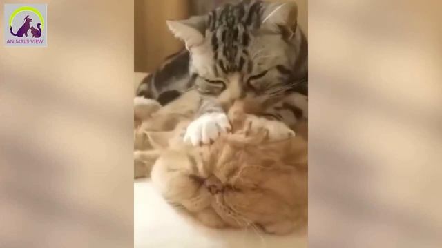 Animals View Part - 4 || Funny Animals || Funny Dog & Cats смотреть онлайн