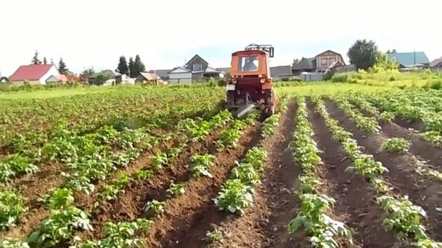 Окучиваю картошку. смотреть онлайн