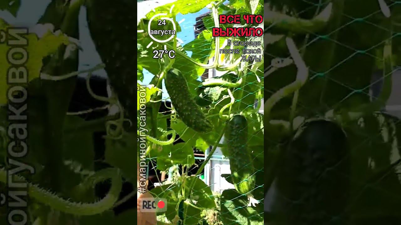 ЧТО ВЫЖИЛО В ОГОРОДЕ ПОСЛЕ АНОМАЛЬНОЙ ЖАРЫ. ОГУРЦЫ, ПЕРЕЦ, БАКЛАЖАНЫ. Август 2023. Часть 2-ая смотреть онлайн