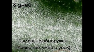 Действие японского средства Double Face против паутинных клещей на растениях под микроскопом