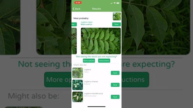 PlantSnap identifies black walnut (Juglans nigra) смотреть онлайн