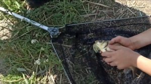 РЫБАЛКА НА КАРПА И КАРАСЯ ЛЕТОМ! Карп не дает отдохнуть! бешенный клев карпа и карася летом!