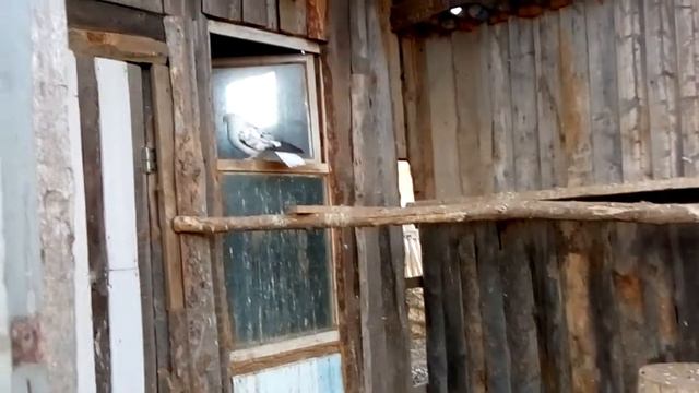 .голуби Николаевские. 29 01 2021 г. голуби, Астраханская об. смотреть онлайн