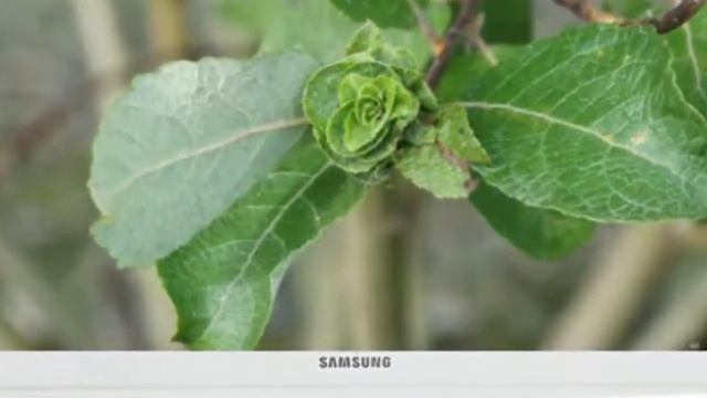 Отзыв на недорогой телевизор Samsung UE24H4080AU 24 дюйма отличный для малых помещений и кухни смотреть онлайн