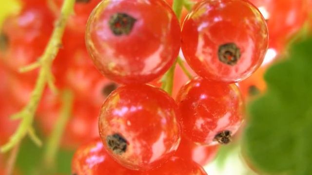 ПОЛЕЗНЫЕ СВОЙСТВА КРАСНОЙ СМОРОДИНЫ смотреть онлайн