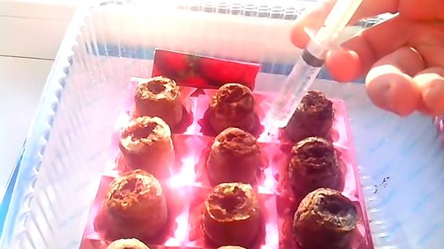 Посадка семян ремонтантной клубники. Часть 2 смотреть онлайн