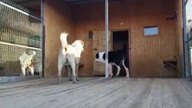 САО - Алабаи:  Тагмар и Зария из Белого Лекаря - Http://beliy-lekar.ru/