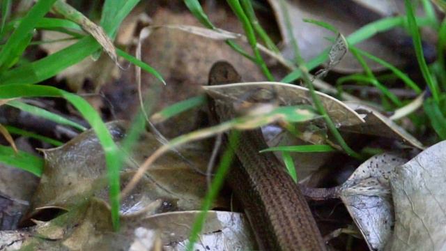 NOT A SNAKE?! Meet The Slow Worm! The Lizard Without Legs смотреть онлайн
