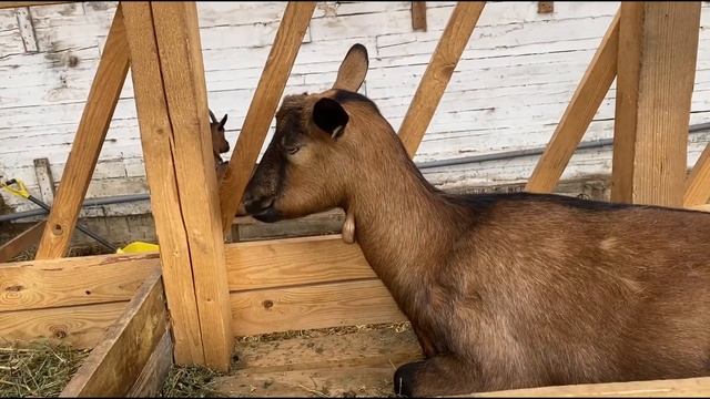 СЕПАРАТОР! СЕПАРИРУЕМ МОЛОКО и проведываем домашний скот смотреть онлайн
