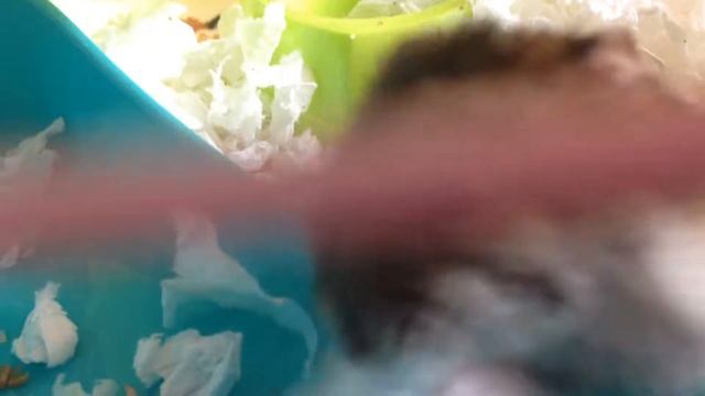 как правильно содержать хомяка //// самый правельный ответ/// смотреть онлайн