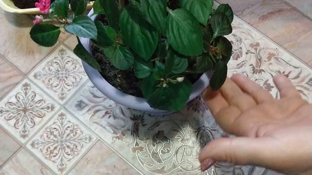 Размножение бальзамина смотреть онлайн