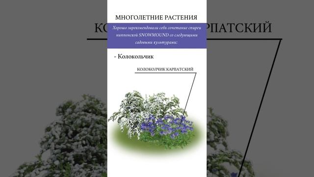 Спирея ниппонская Snowmound ? смотреть онлайн