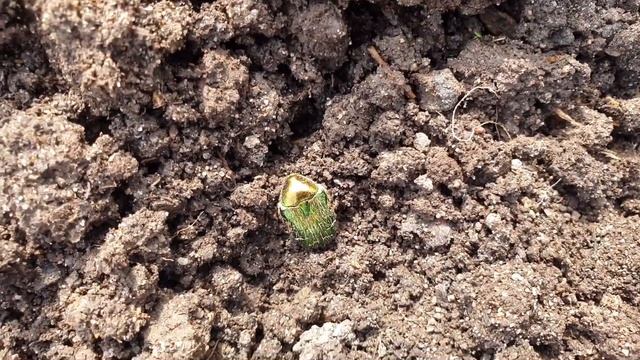 Майский жук или Бронзовка? смотреть онлайн