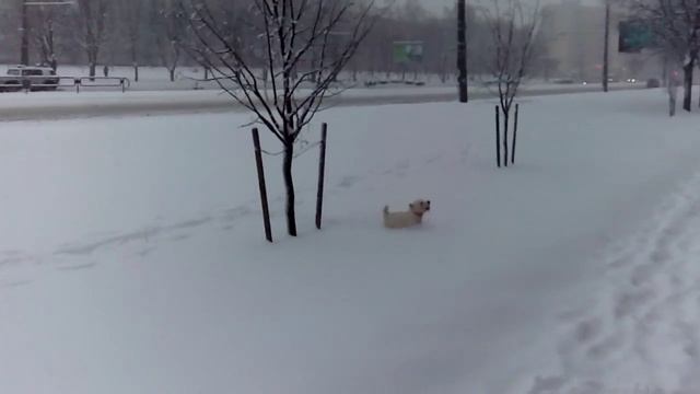 Собака-червяк смотреть онлайн