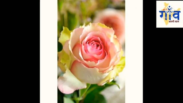 GREEN Rose ‘Dancing Queen’ смотреть онлайн