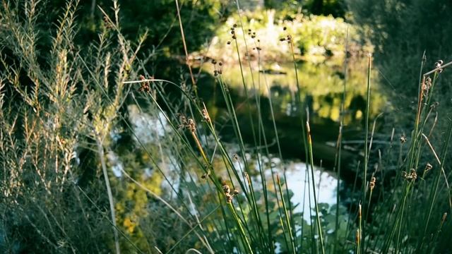 Summer Sounds: Frogs, Forest River & Cicadas смотреть онлайн