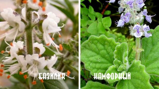 Базилик камфорный: выращивание и использование смотреть онлайн