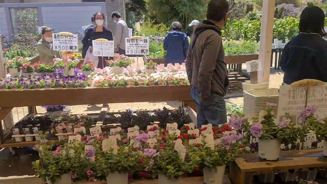 Ashikaga Flower Park  поехал посмотреть красоты и обломался