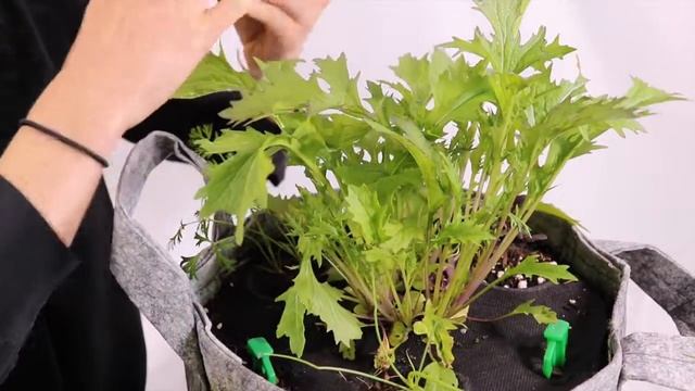How to Harvest Purple Mizuna Greens смотреть онлайн
