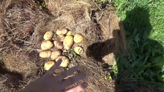 Урожай картошки под сеном. Финал. смотреть онлайн