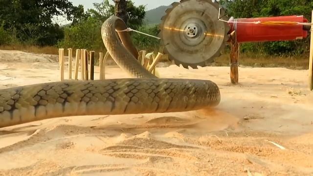 Ловля змей. Интересные идеи. С болгаркой на змею смотреть онлайн