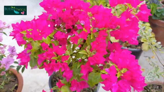 Bougainvellia Pink Beauty. смотреть онлайн
